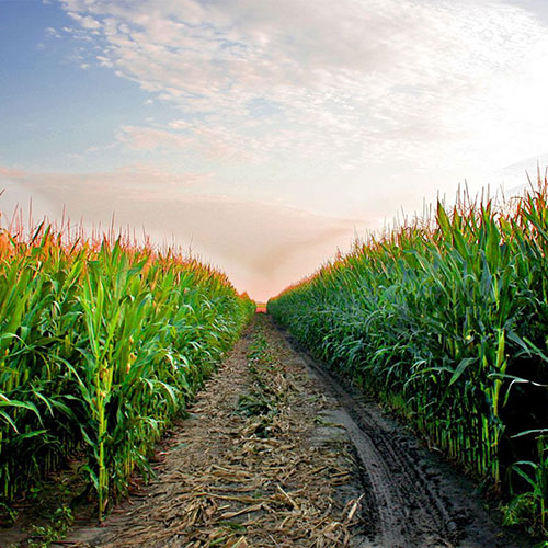 IPARD program IPARD program